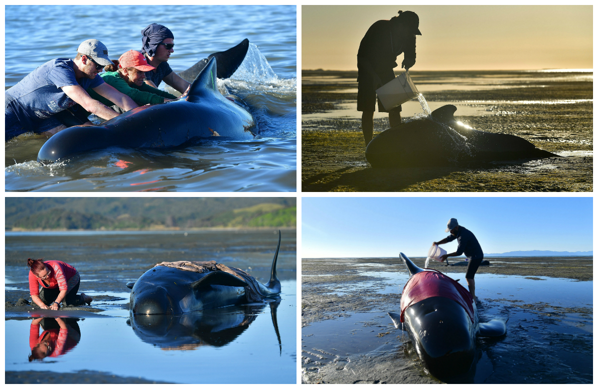 Cientos de ballenas murieron al quedar atrapadas en una playa de Nueva Zelanda