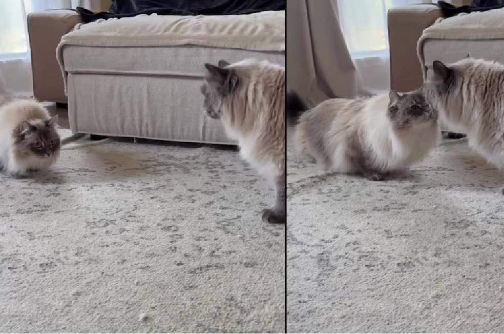 La escena final, en la que Nimbus se acerca a despedirse de su hermano antes de volver a la transportadora, conmovió a quienes siguen su historia en redes.