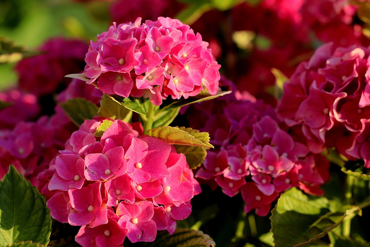 Hortensias