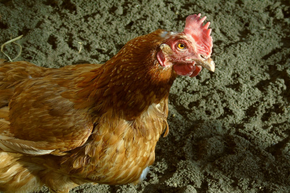 Francia prohíbe los huevos que no sean de ‘gallina feliz’