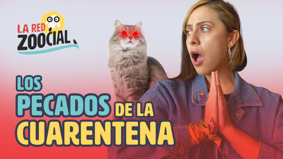 Los pecados con sus mascotas durante la cuarentena