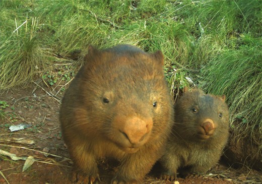 La madriguera de este pequeño animal sirve de refugio colectivo en tiempos de crisis