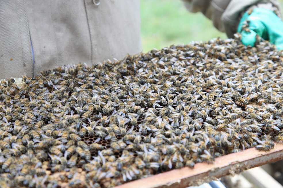 “Divinas y aladas”: la conservación y cuidado de las abejas en Bogotá