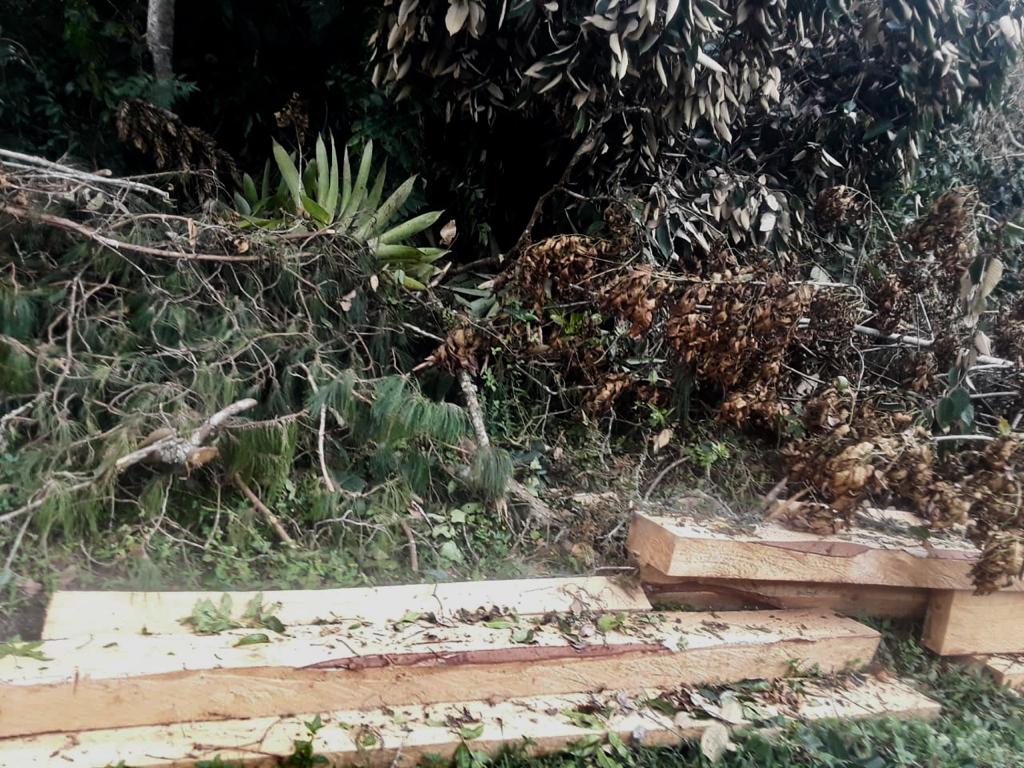 Alerta por aumento de casos de tala ilegal en Manta, Cundinamarca