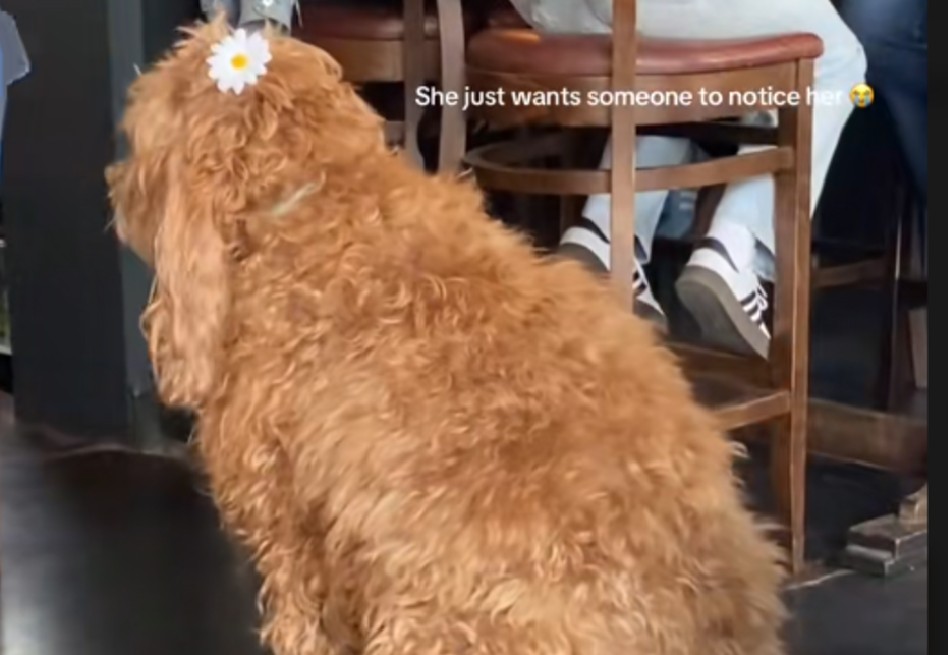 Una flor en la oreja y el corazón en espera: perrita pide atención en un bar