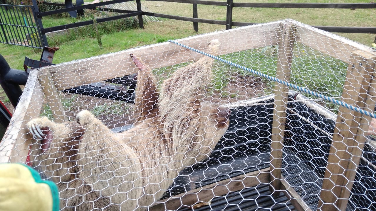 Otra situación que reportóla CAR, fue la deunacría devenado que ingresó al Centro de Atención y Valoración de Fauna Silvestre, tras haber sido rescatada durante un operativo en el municipio de Nilo Cundinamarca, luego de que la comunidad denunciara la caza de esta especie por parte de un grupo de personasque,presuntamente, habrían atentado contra la mamá de esta cría. La Corporación trabaja junto con la Policía Nacional en la investigación para dar con los responsables y aplicar las sanciones correspondientes.