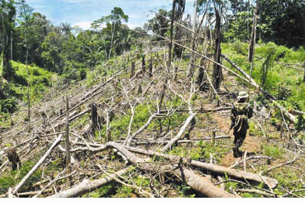Colombia recuperará un millón de hectáreas degradadas