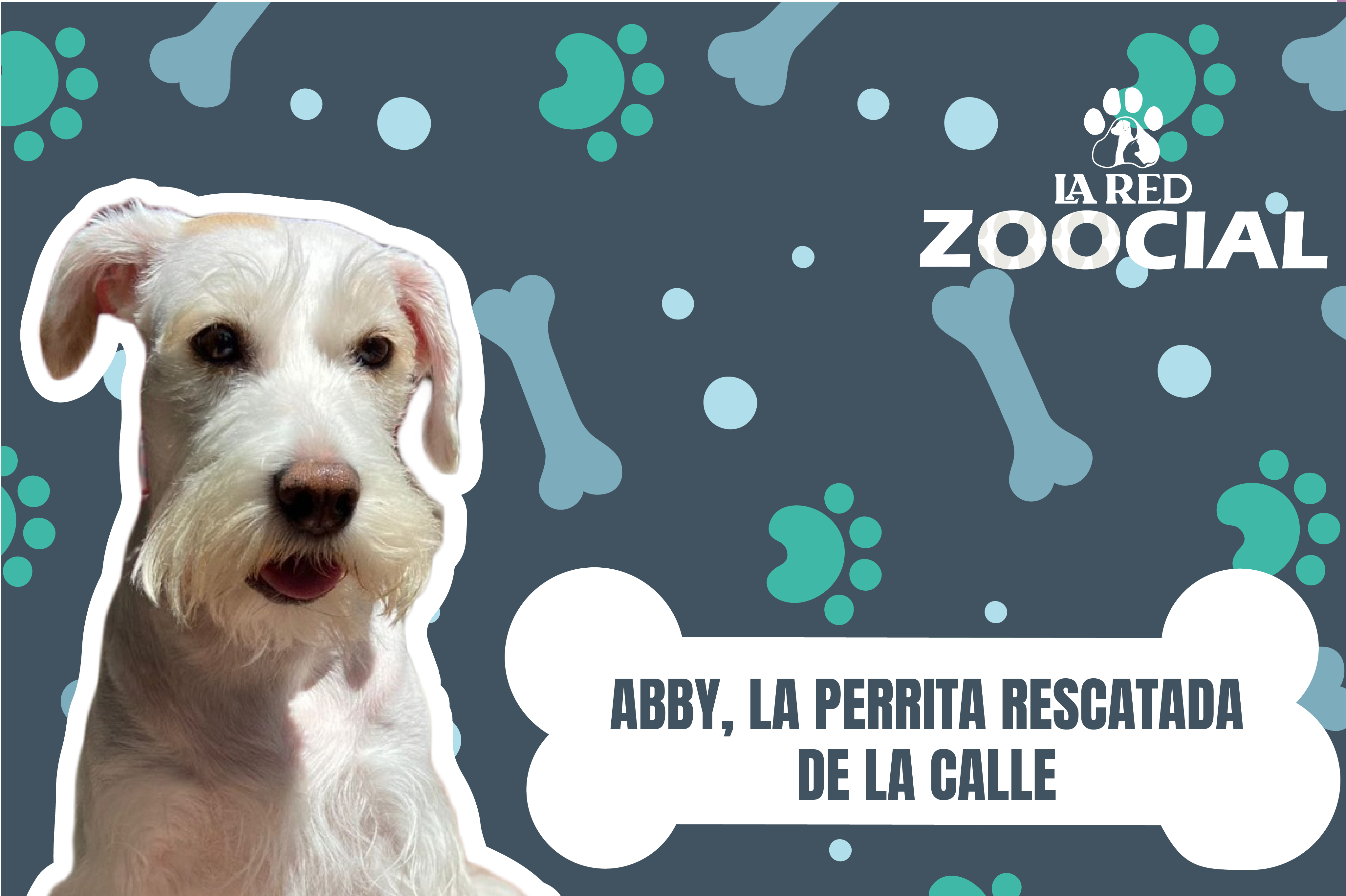 (VIDEO) ¿Cómo podemos ayudar a los perros de la calle? Conozca la historia de Abby