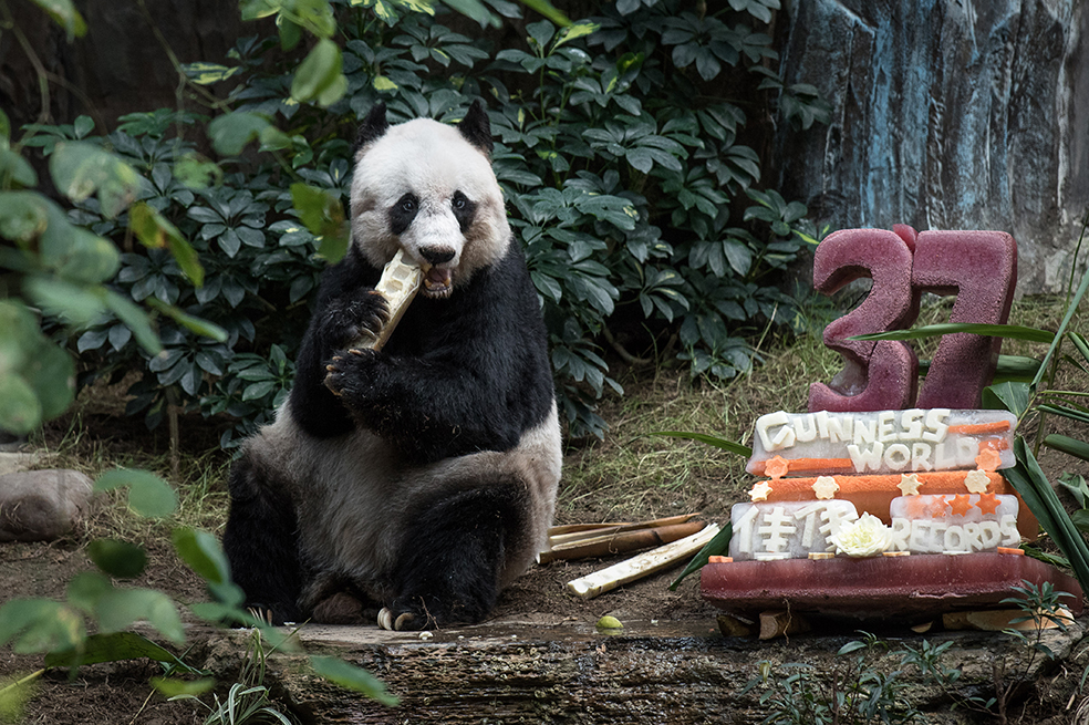 Panda bate récord de longevidad en cautiverio