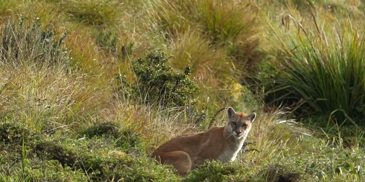 Cámaras trampa captan a un puma y un yaguarundí en el Parque Nacional Natural Tinigua
