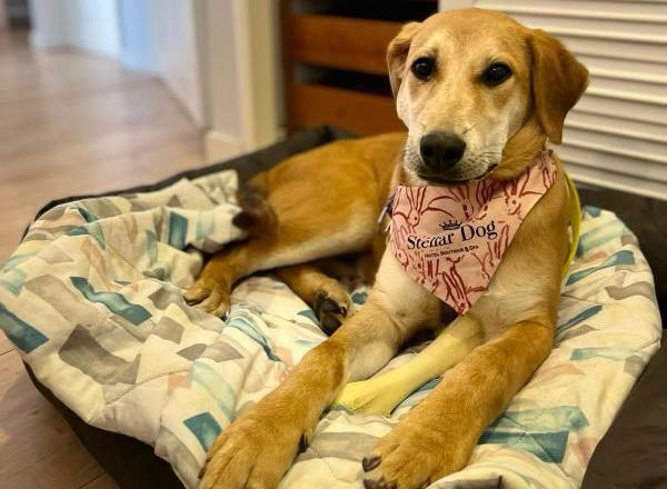 Miel, la perrita que fue abandonada de bebé y devuelta por ser “demasiado activa”