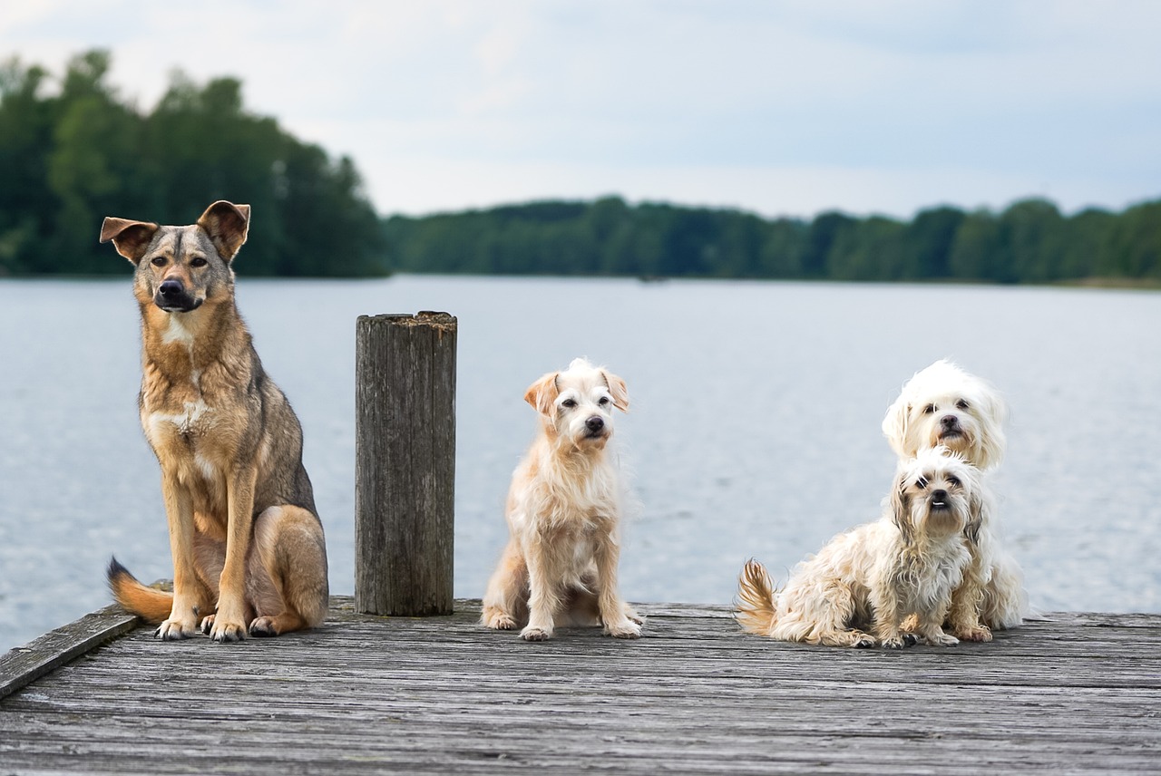 ¿Son más protectores los perros o las perras?