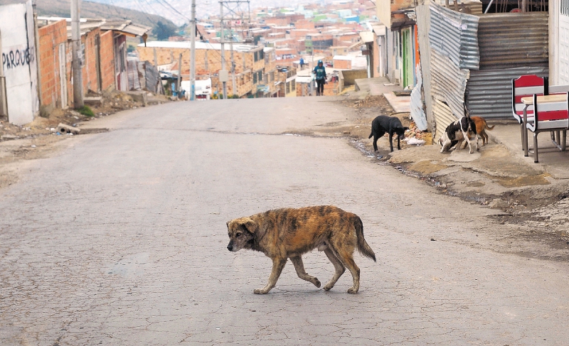 Animales en abandono: las otras víctimas del fuerte invierno en Bogotá