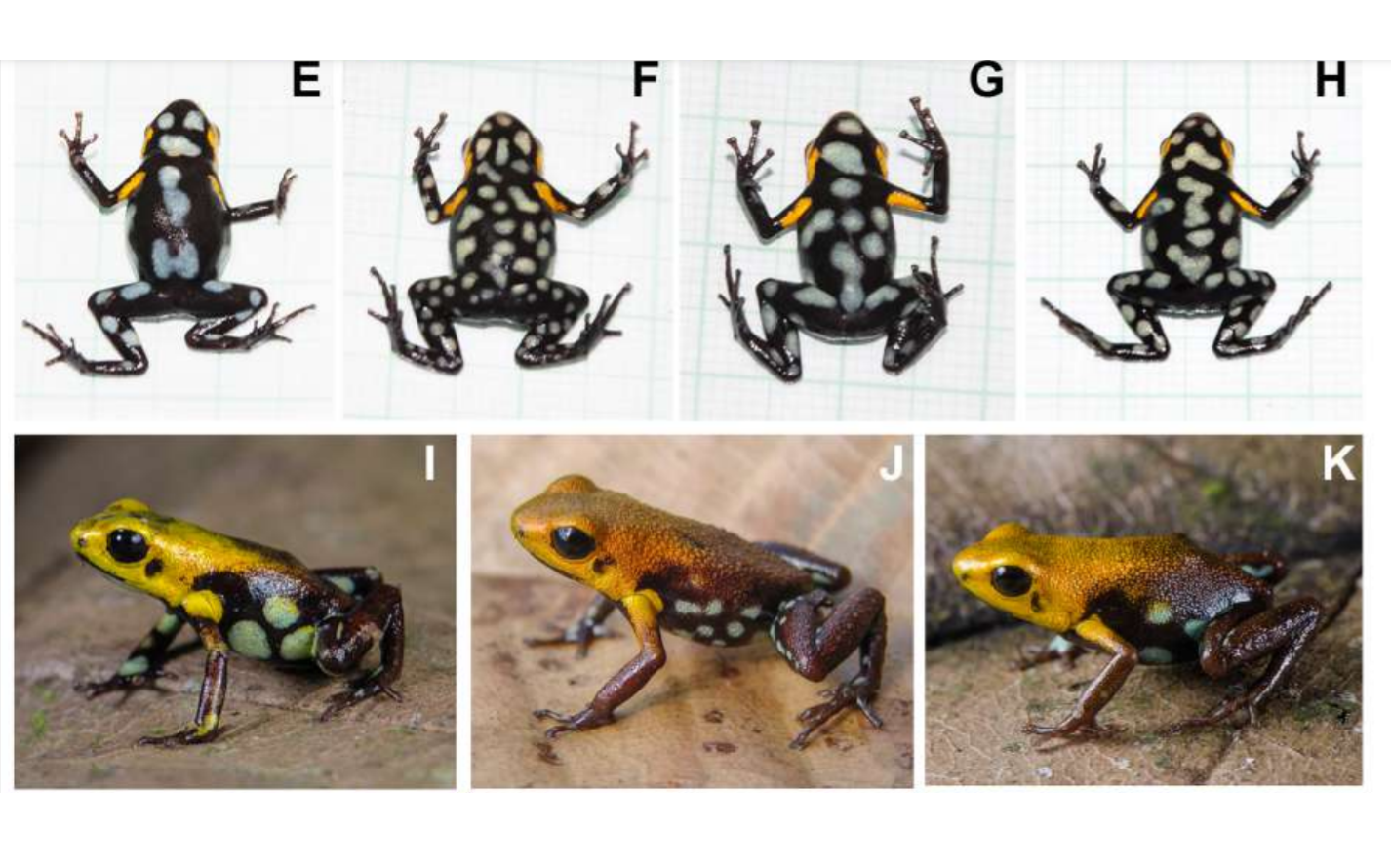 Una nueva especie de rana Andinobates supata