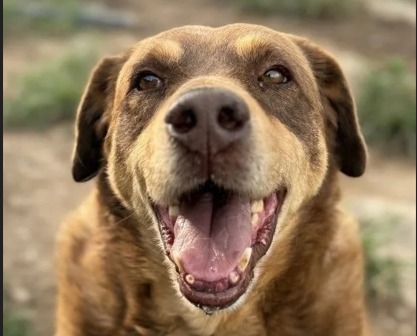 El último sueño de Leandro: perrito de 14 años busca una familia tras vivir en la calle