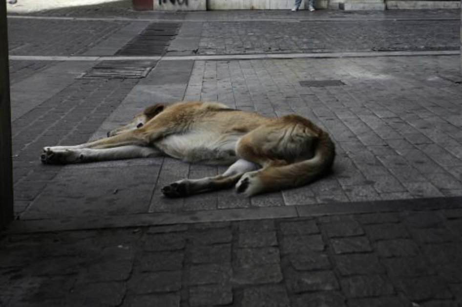 Policía mató a perro callejero que interrumpió una requisa en el sur de Bogotá
