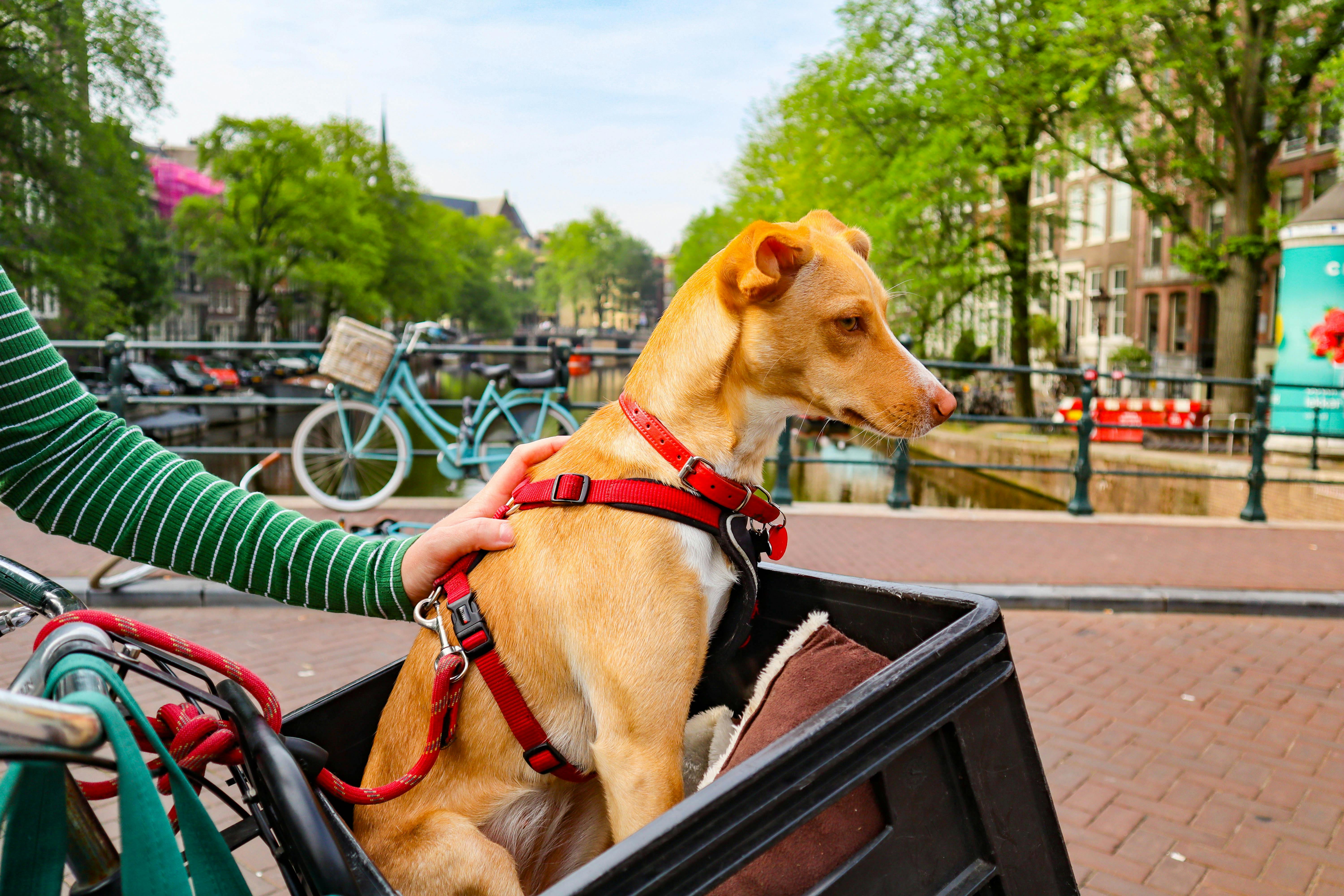 Cada vez más personas incluyen a sus animales de compañía en sus recorridos en bicicleta.