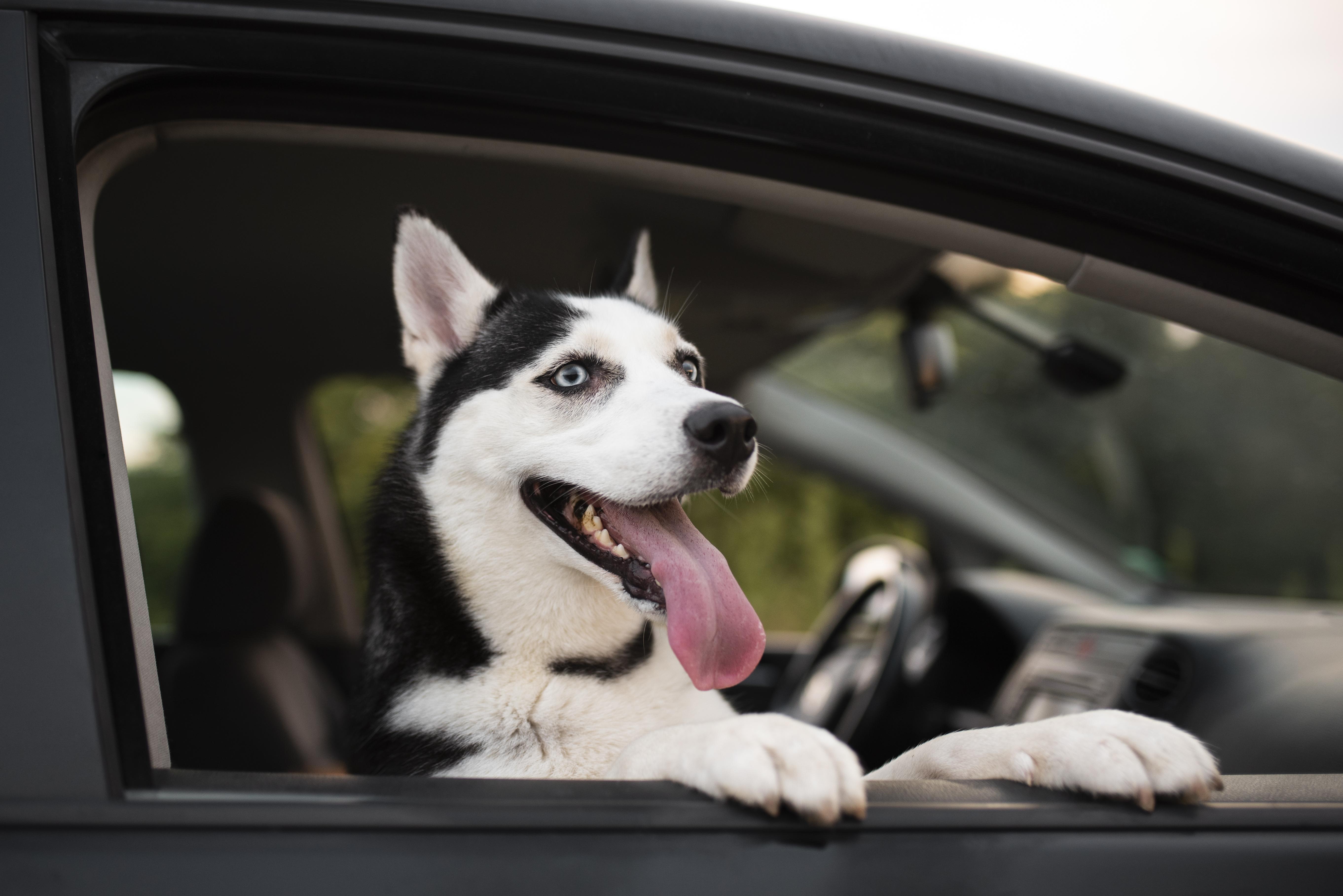 Cabify lanza en Bogotá su nueva categoría de viajes para mascotas: así funciona