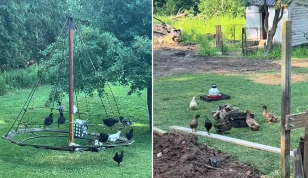 Lo que encontró mientras grababa en su finca cambió su día por completo