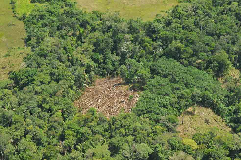 Este es el punto de no retorno de la deforestación en la Tierra