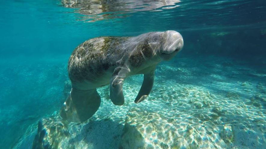 Hace 40 millones de años, los ancestros de las ballenas vivían como los manatíes de hoy