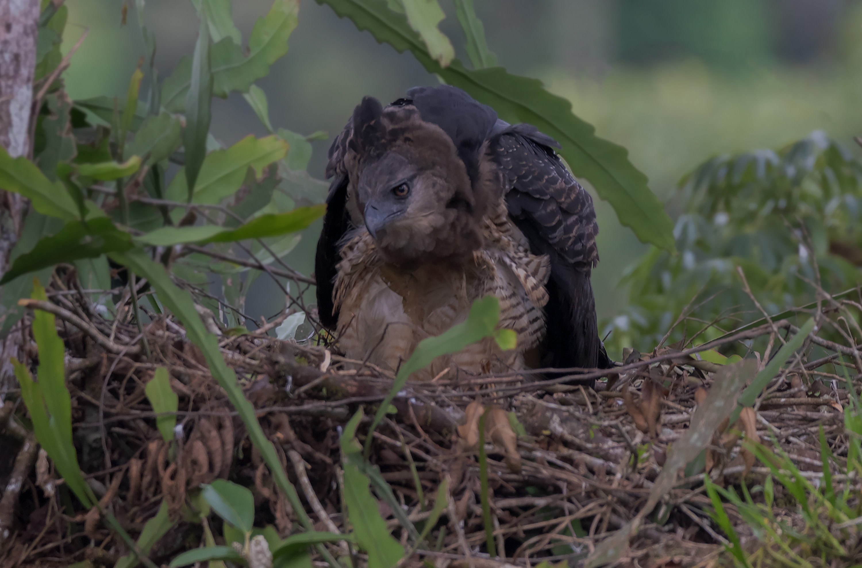 La historia del primer registro del nacimiento de un águila arpía menor en Colombia