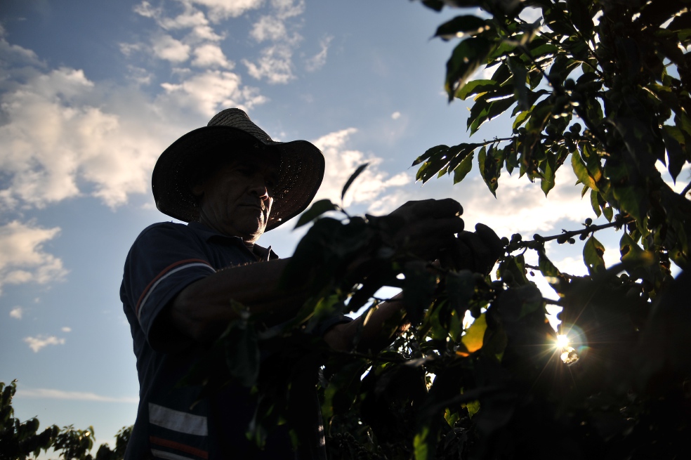 Condenan a la Nación luego de que Fiscalía señalara como guerrillero a un recolector de café