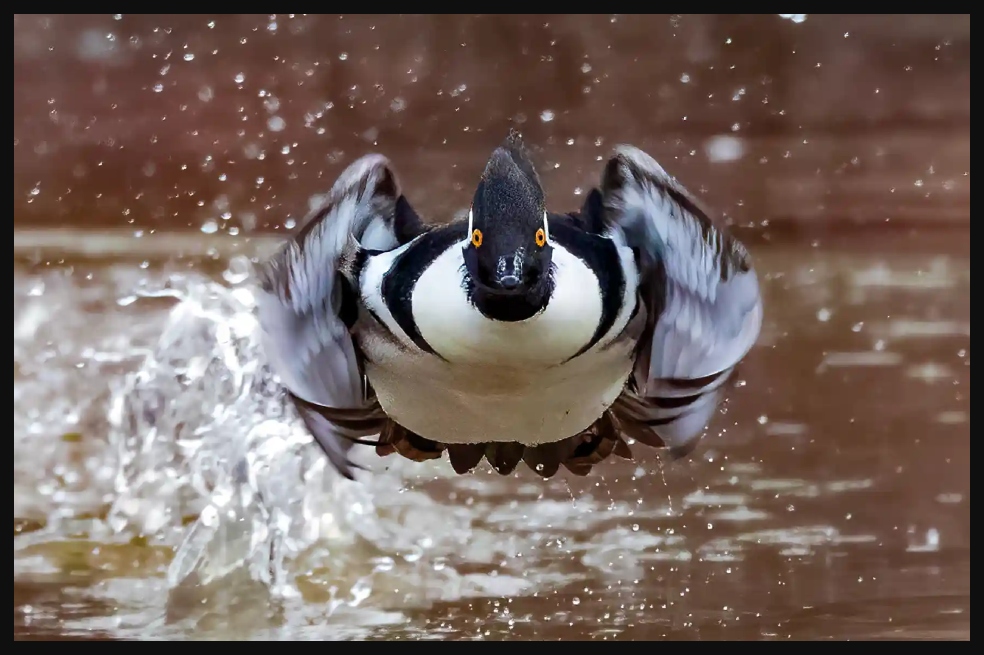 El ganador en la categoría de comportamiento de aves es Charles Schmidt, por una foto de un pollo de agua encapuchado macho en Huntley Meadows Park, EE. UU.