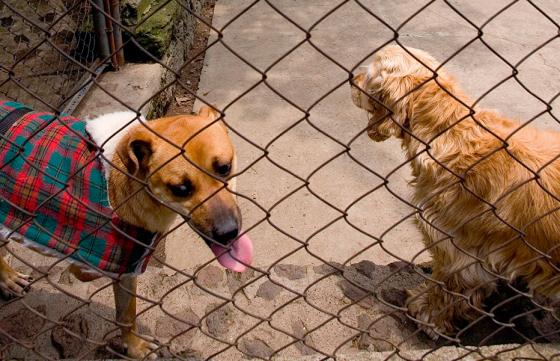 Las personas tienen más empatía por perros maltratados que por otros humanos
