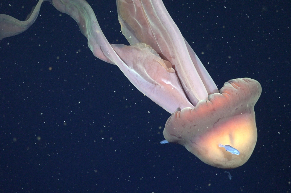 Una rara medusa fantasma y otros hallazgos de la expedición de aguas profundas en Argentina
