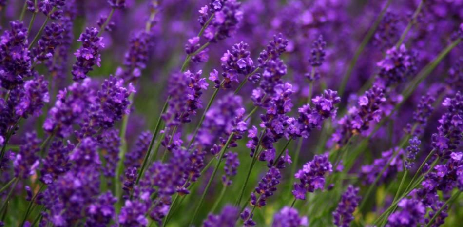Lavanda, la planta para los espacios de las mujeres Acuario