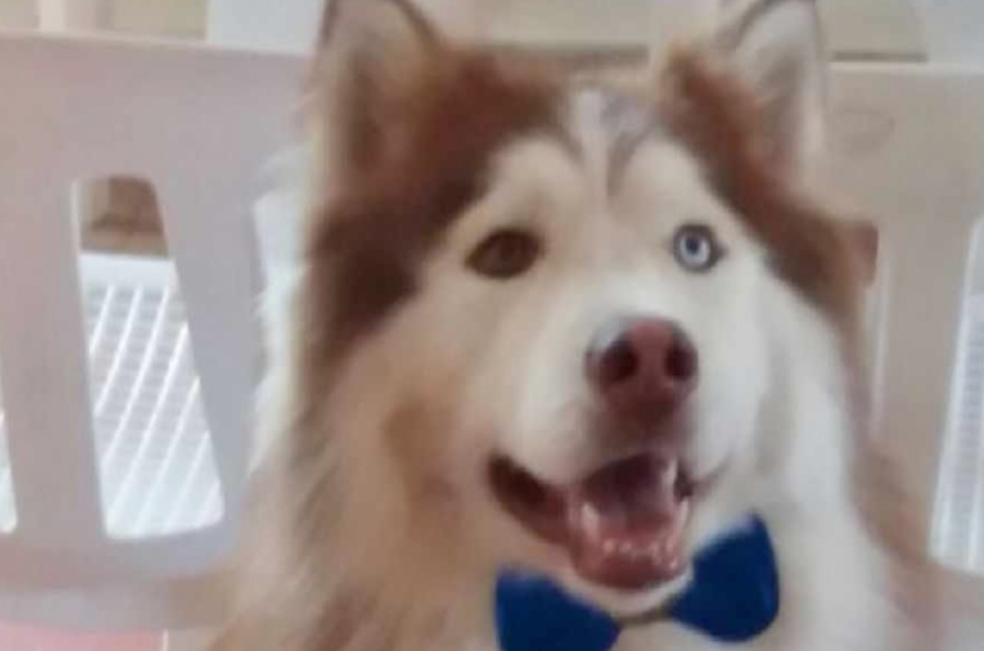 Investigan la muerte de un perro que habría sido quemado en un spa canino de Medellín