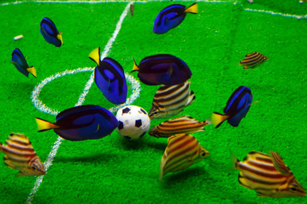 Los peces tienen su propio mundial