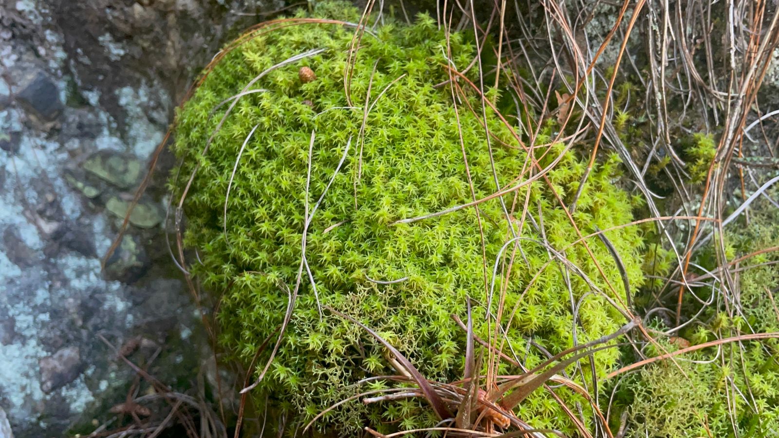 Cerros Orientales: intensifican operativos contra la extracción de musgo y otras especies