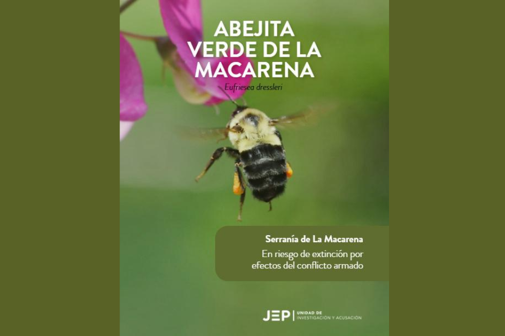 Abejita verde de la Macarena (Eufriesea dressleri): La labor de las abejas es fundamental para mantener el equilibrio de los ecosistemas. En el caso de la abejita verde de la Macarena, que, como su nombre lo indica, se encuentra en la Serranía de la Macarena, su polinización es particularmente importante para las orquídeas.