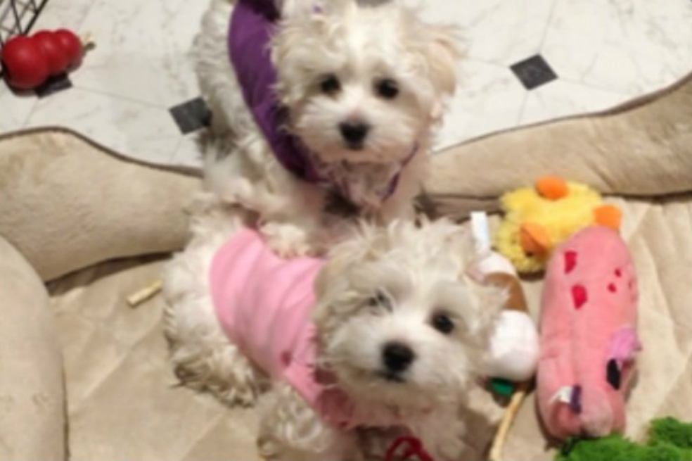La actriz Barbra Streisand clonó dos veces a su antigua mascota