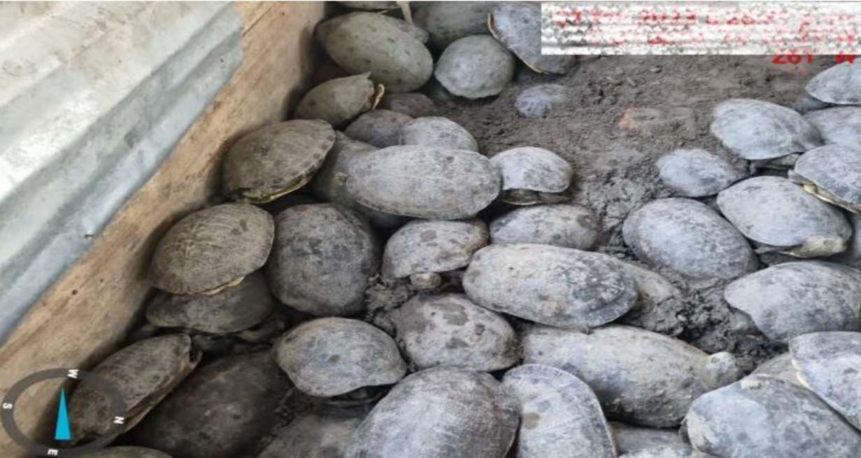 Recuperan 1500 tortugas y 200 iguanas que serían comercializadas en Semana Santa