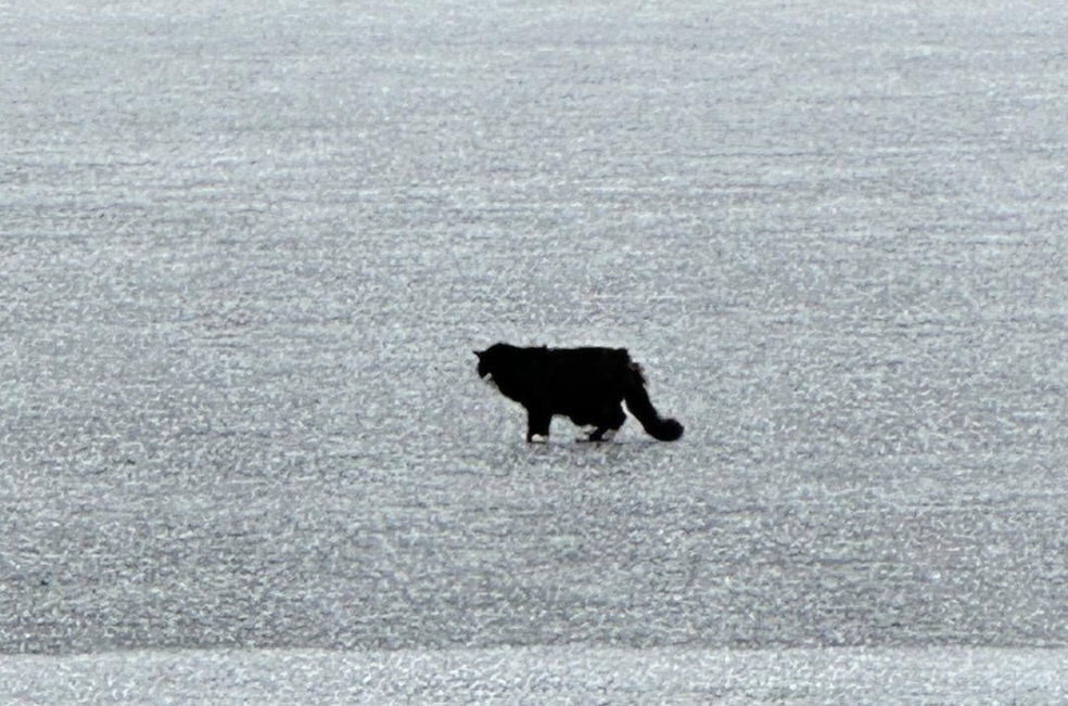 Un “milagro” sobre hielo: rescatan a un gato ciego atrapado en un lago congelado