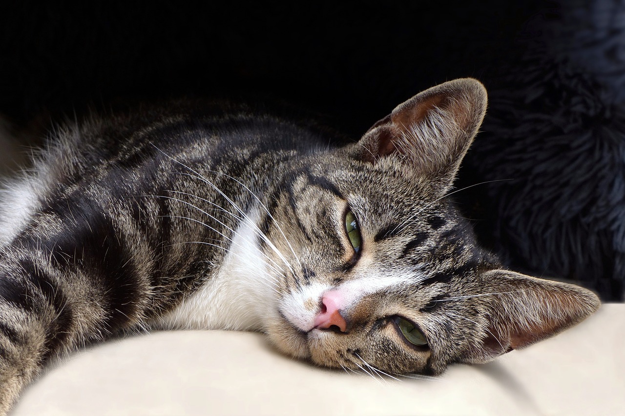 ¿Por qué los gatos cierran los ojos lentamente cuando miran a sus dueños?