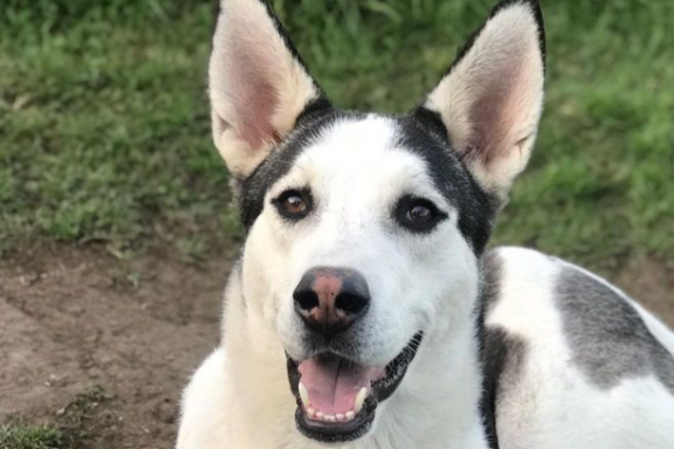 ¡Es hora de adoptar! Estos animales buscan un hogar en Cundinamarca