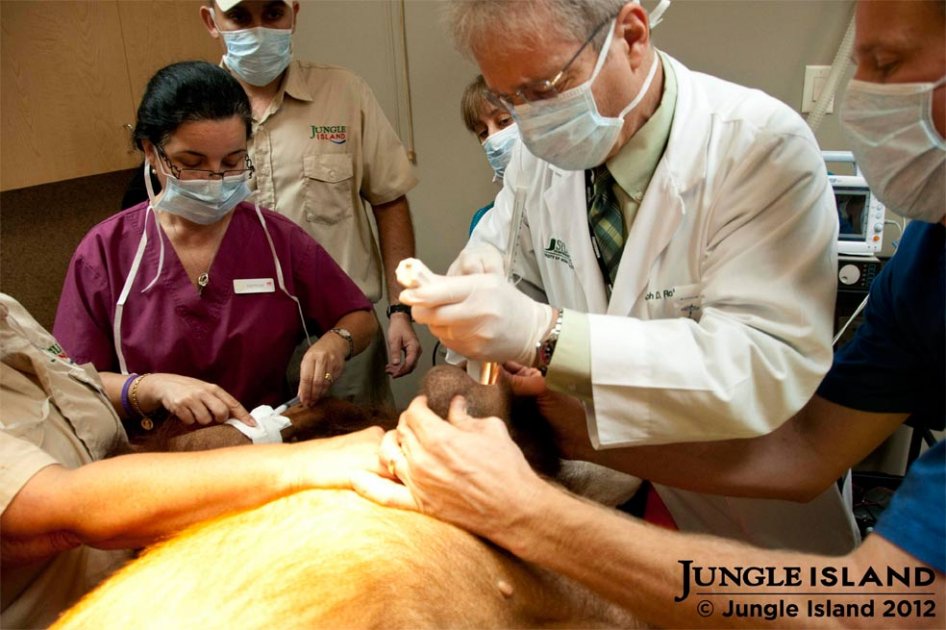 Orangután con cáncer fue sometido a quimioterapias