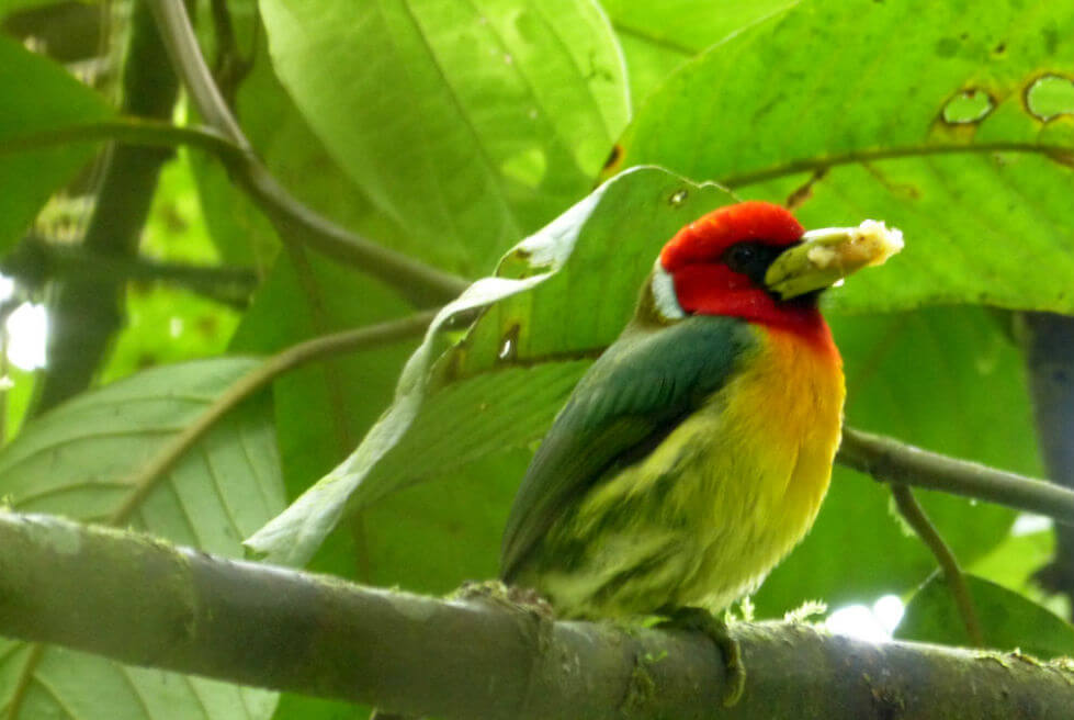 Torito cabecirojo (Eubucco bourcierii) en el Valle del Cauca. / Fotografía Azul Profundo / Flickr
