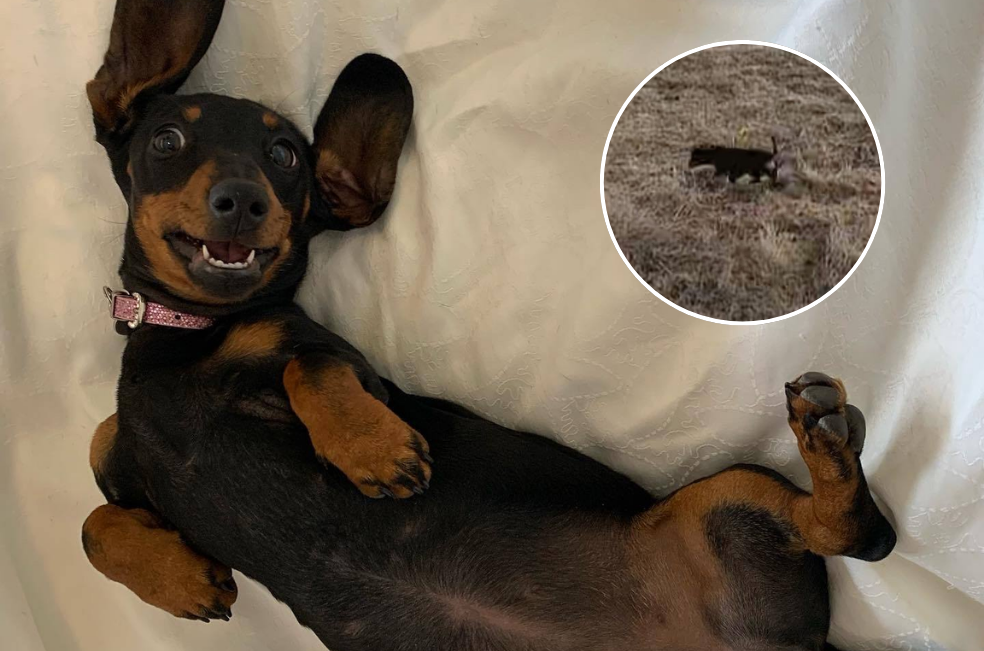 Valerie, la perrita que sobrevivió 529 días en una isla tras perderse en un viaje