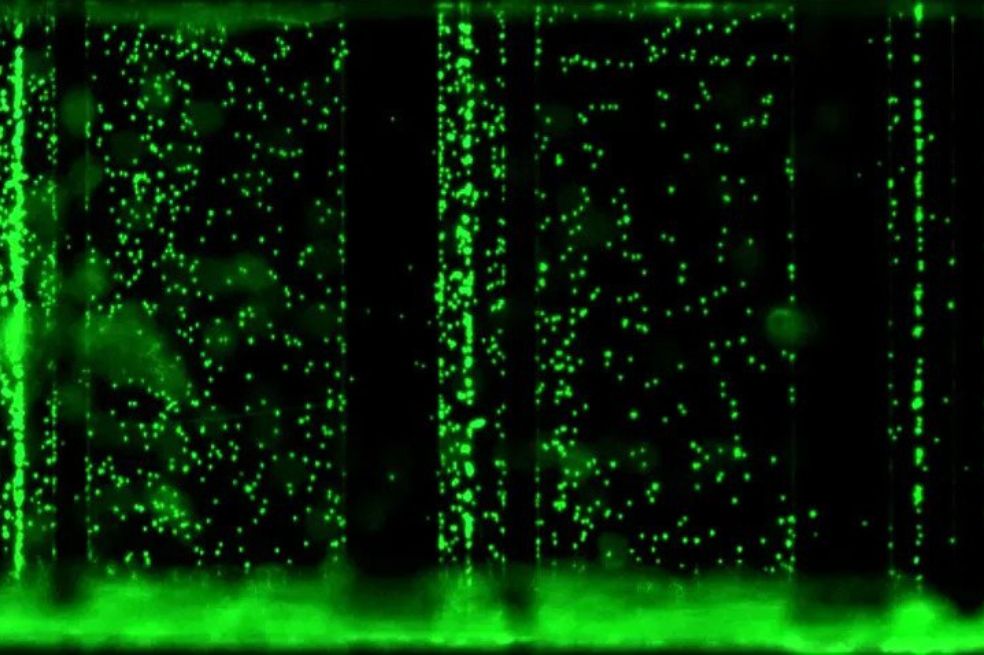 Las mejores fotos tomadas bajo el microscopio