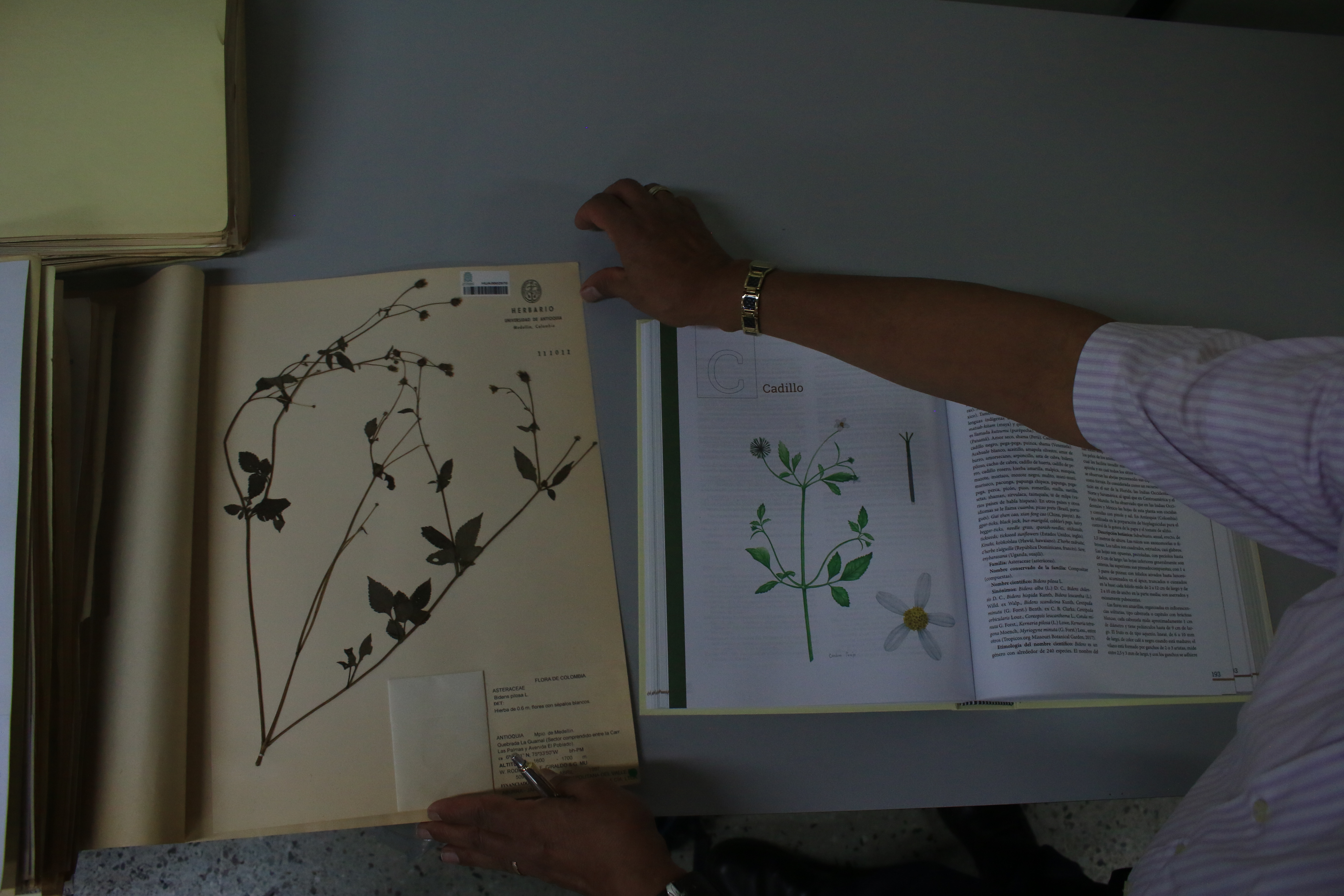 El libro reúne 133 plantas con detalles sobre sus componentes químicos, el origen de sus nombres científicos y sus usos recomendados.