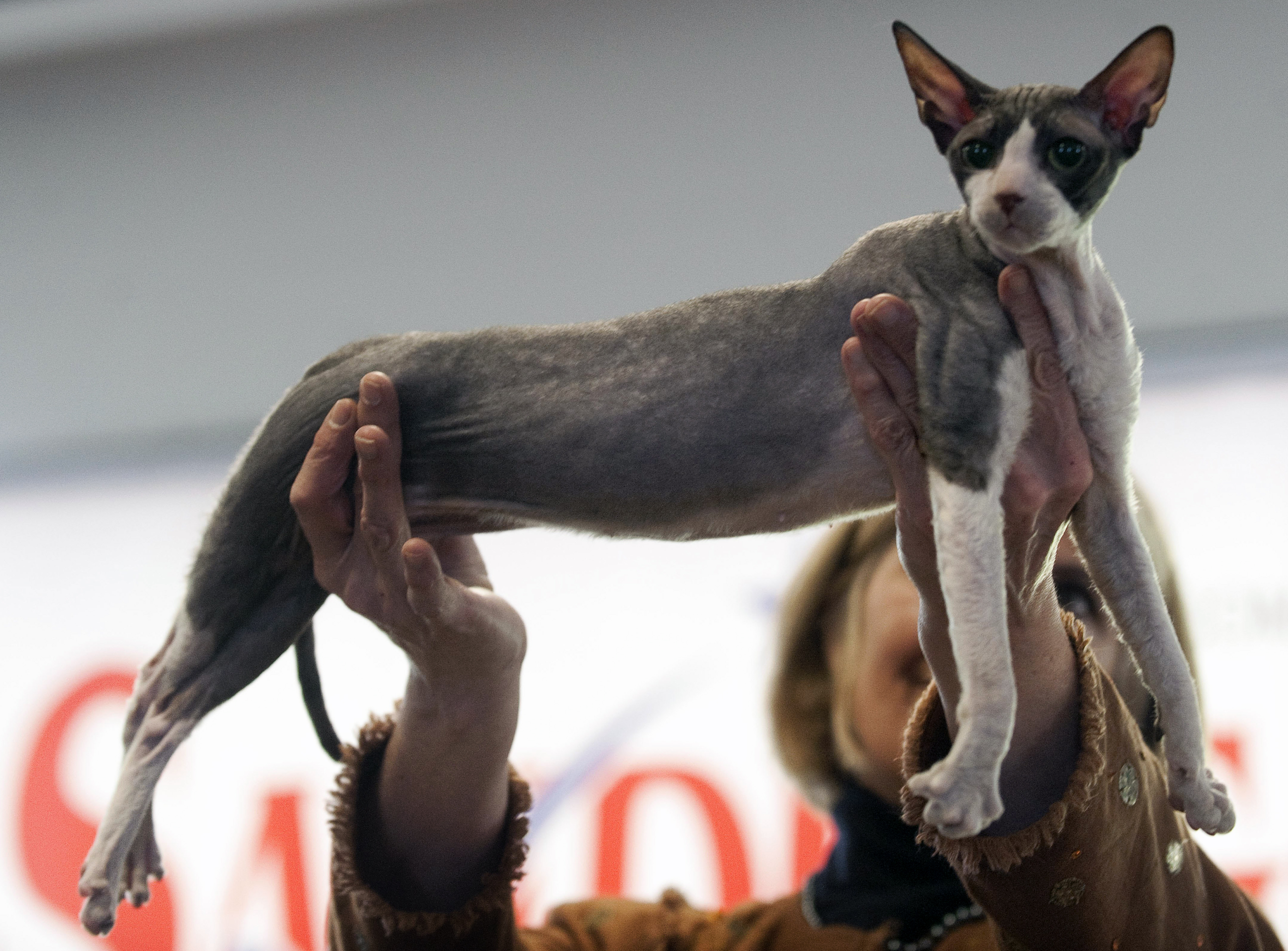V Feria Internacional Felina