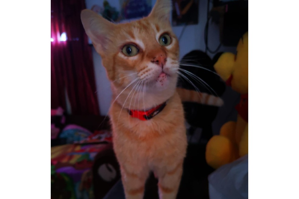 Boo es un gato naranja, con 7 años, que fue rescatado cuando era tenía semanas de nacido.