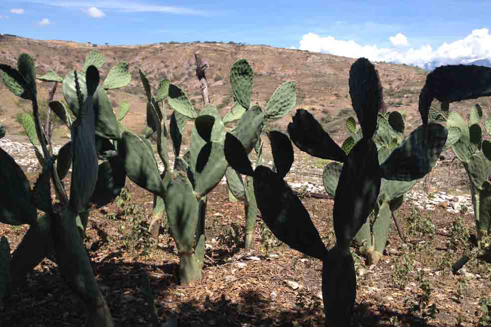 El cactus de la vida