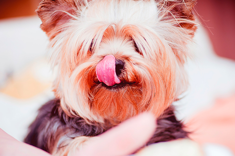 Perros Yorkie: 3 características de esta raza que debes tener en cuenta