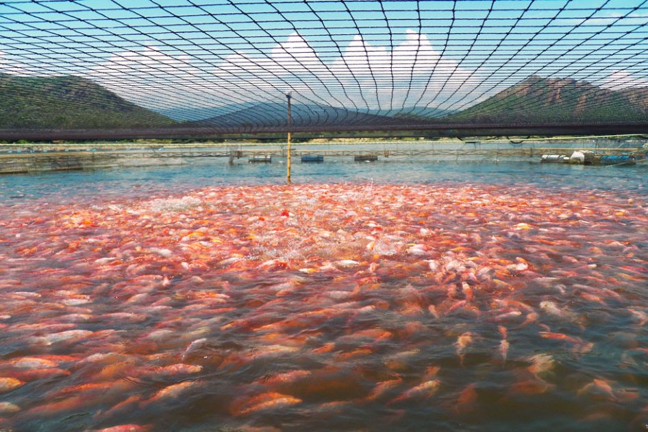 Empresa del Huila empieza a exportar tilapia roja a EE.UU.